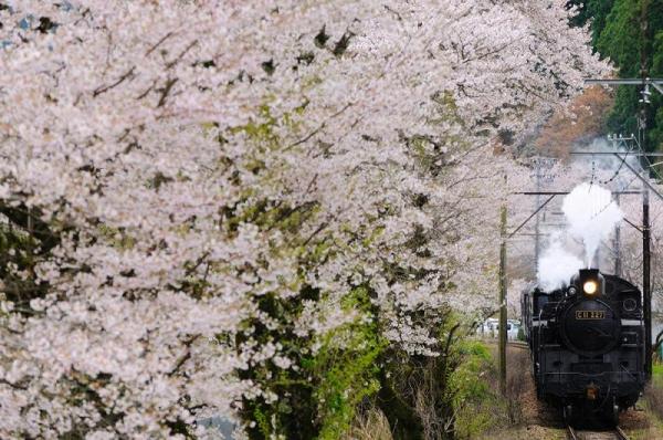 日本6大賞櫻列車 蒸氣火車載你穿越櫻花隧道